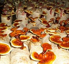 �Ї�(gu��)�`֥����Ʒ�W(w��ng)