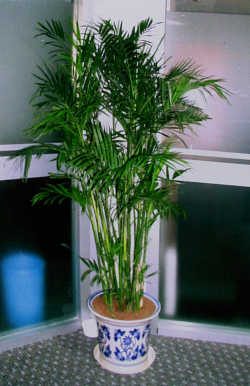 ������Ҭ��